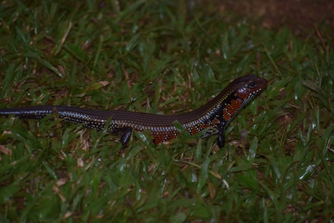 Skink